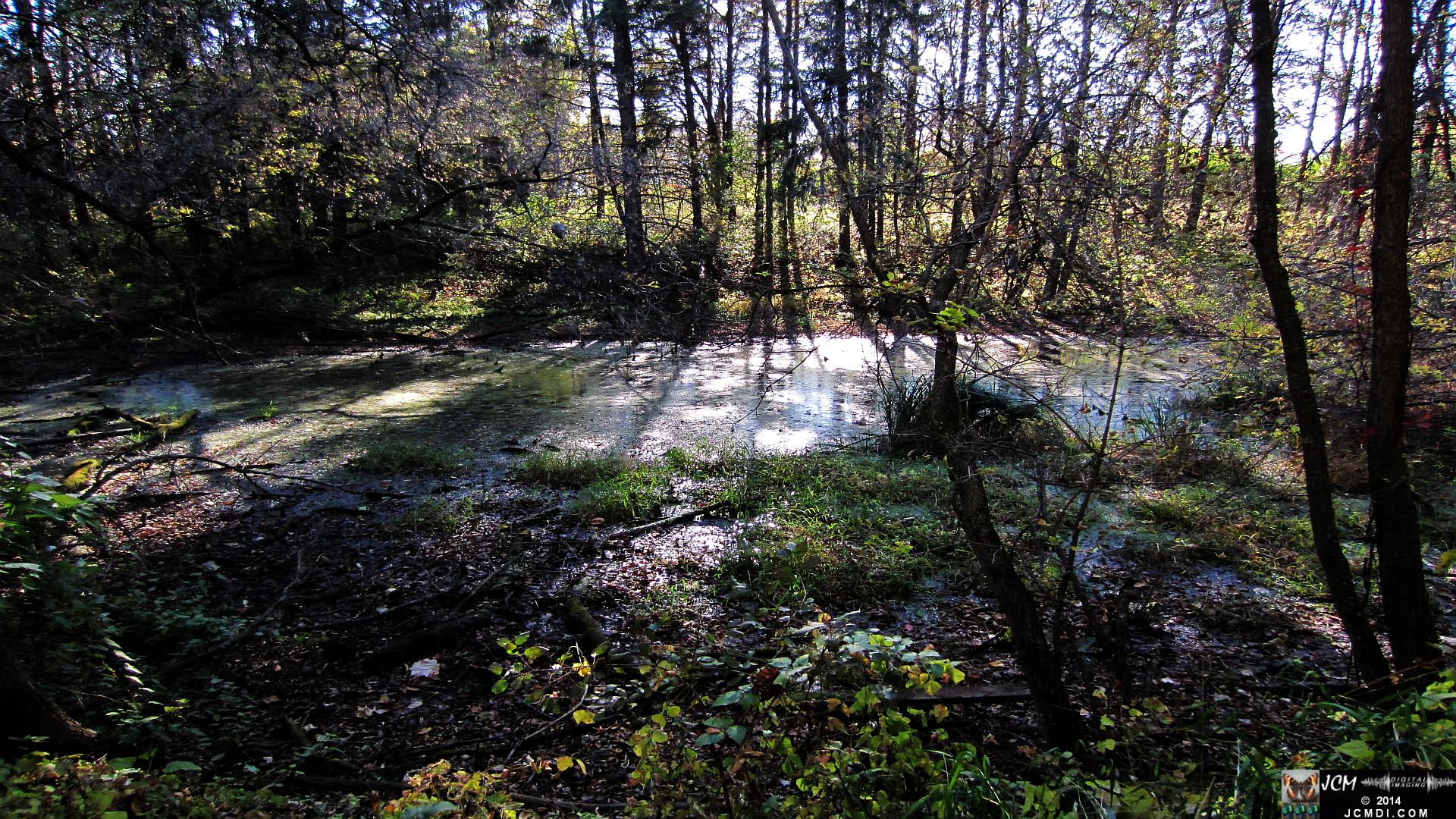 Minnesota marsh in the woods